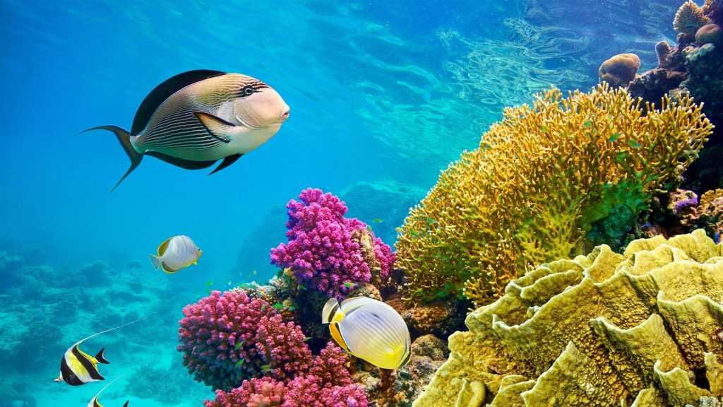 08 DAYS MARSA ALAM & NILE CRUISE