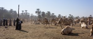 Daraw Camel Market